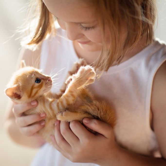 get a new pet